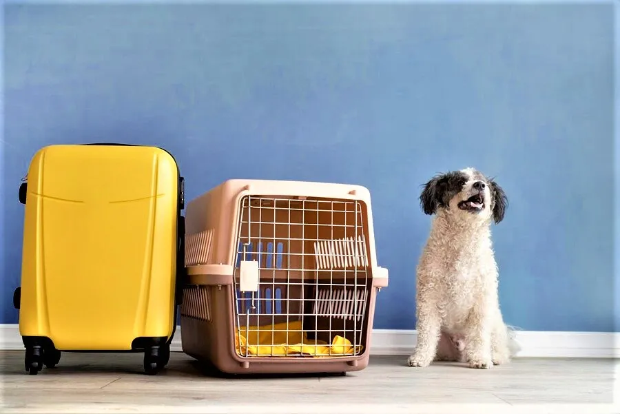 International Pet Transport | Pet Relocation Services | Fly My Pet